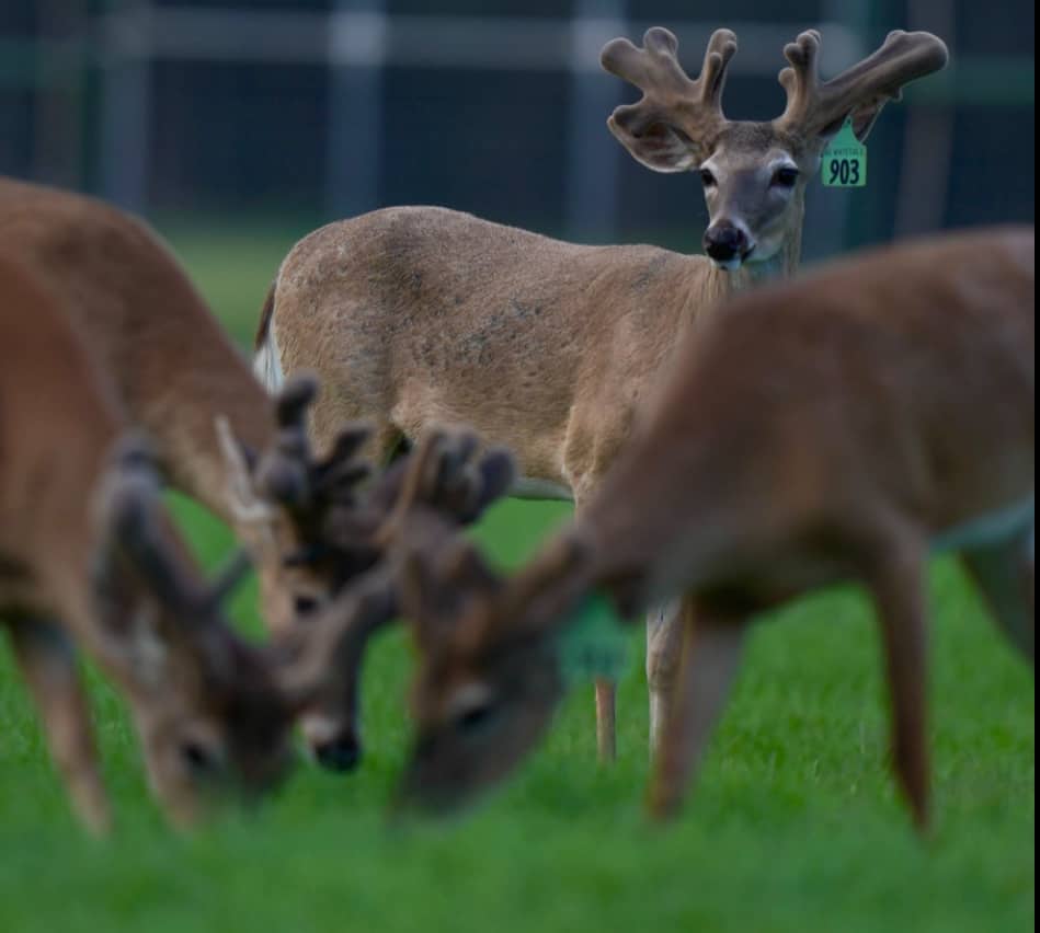 M3 Whitetails are Texas deer breeders that specialize in raising and selling whitetail Breeder Bucks, whitetail DMP Bucks, whitetail Stocker Bucks, as well as open and bred whitetail does. Big Texas Typicals are what buyers want when buying Texas DMP Bucks, Stocker Bucks, and Breeder Bucks. Our whitetail deer for sale are sure to impress prospective buyers and are priced competitively.