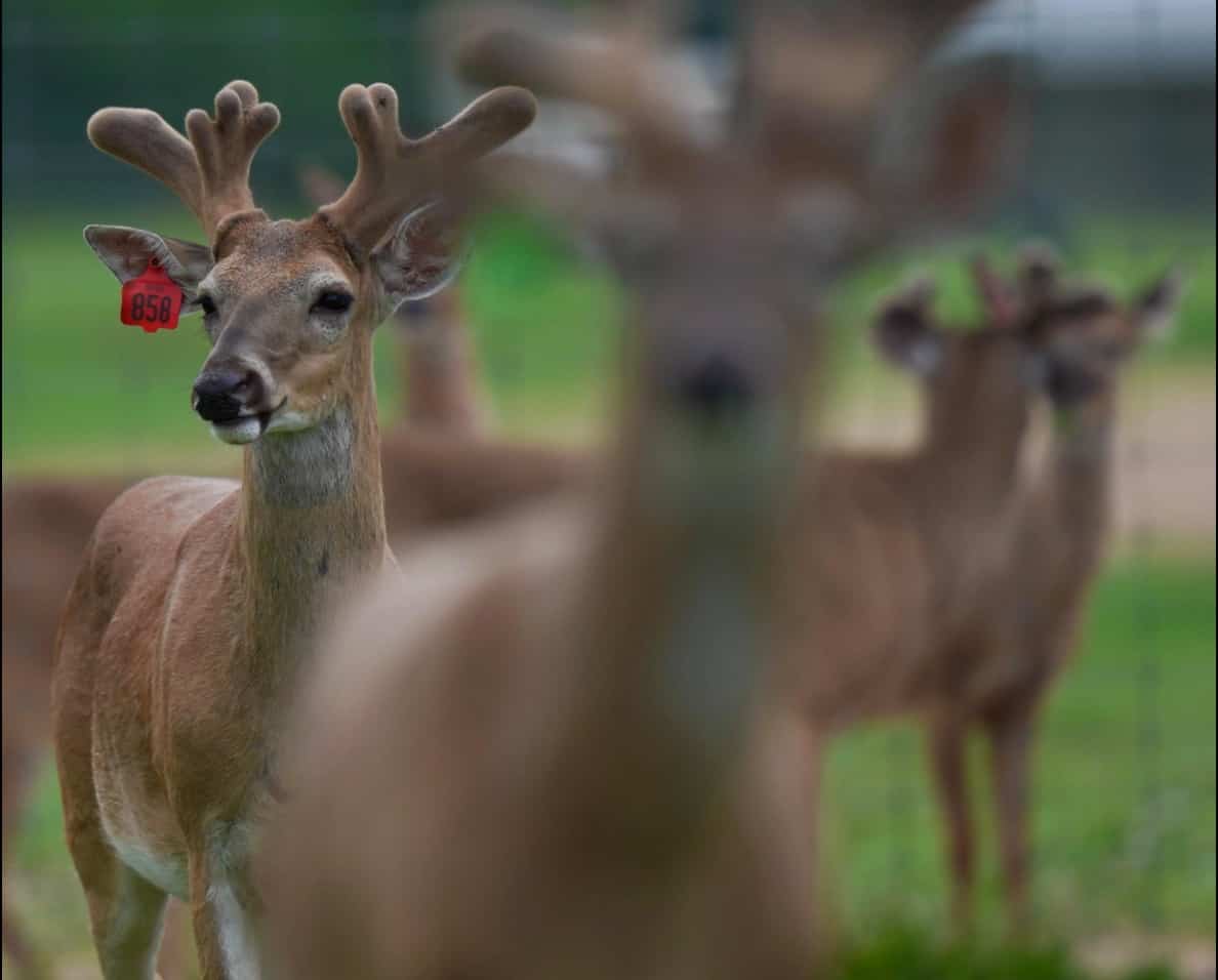 M3 Whitetails are Texas deer breeders that specialize in raising and selling whitetail Breeder Bucks, whitetail DMP Bucks, whitetail Stocker Bucks, as well as open and bred whitetail does. Big Texas Typicals are what buyers want when buying Texas DMP Bucks, Stocker Bucks, and Breeder Bucks. Our whitetail deer for sale are sure to impress prospective buyers and are priced competitively.