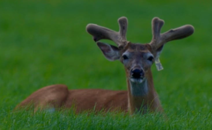M3 Whitetails are Texas deer breeders that specialize in raising and selling whitetail Breeder Bucks, whitetail DMP Bucks, whitetail Stocker Bucks, as well as open and bred whitetail does. Big Texas Typicals are what buyers want when buying Texas DMP Bucks, Stocker Bucks, and Breeder Bucks. Our whitetail deer for sale are sure to impress prospective buyers and are priced competitively.
