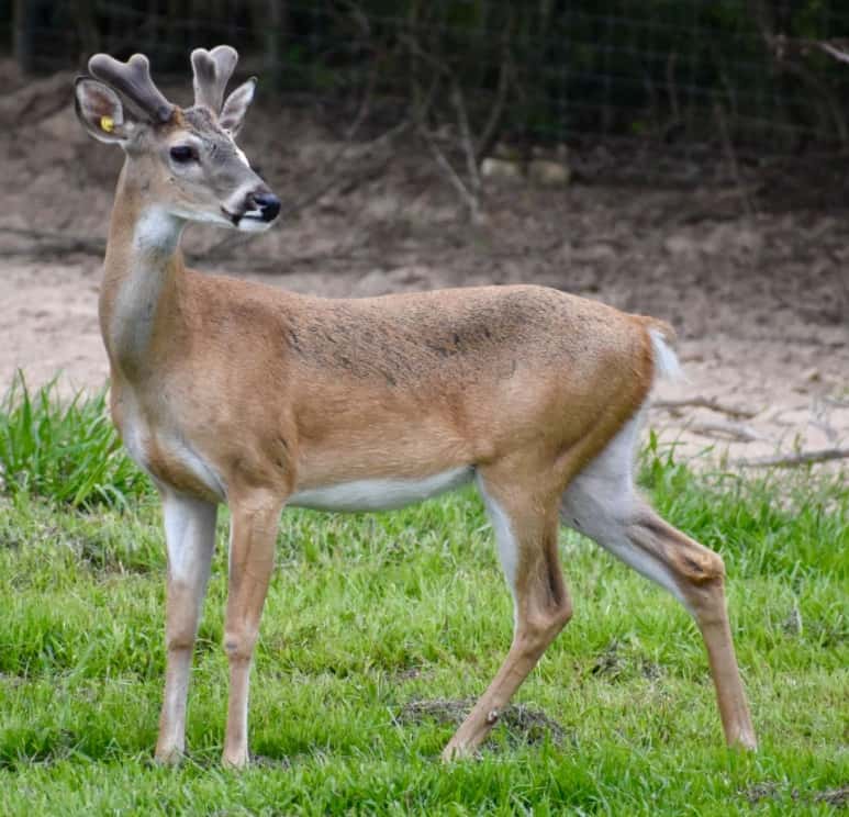M3 Whitetails are Texas deer breeders that specialize in raising and selling whitetail Breeder Bucks, whitetail DMP Bucks, whitetail Stocker Bucks, as well as open and bred whitetail does. Big Texas Typicals are what buyers want when buying Texas DMP Bucks, Stocker Bucks, and Breeder Bucks. Our whitetail deer for sale are sure to impress prospective buyers and are priced competitively.