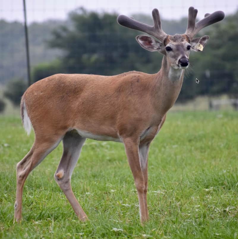 M3 Whitetails are Texas deer breeders that specialize in raising and selling whitetail Breeder Bucks, whitetail DMP Bucks, whitetail Stocker Bucks, as well as open and bred whitetail does. Big Texas Typicals are what buyers want when buying Texas DMP Bucks, Stocker Bucks, and Breeder Bucks. Our whitetail deer for sale are sure to impress prospective buyers and are priced competitively.