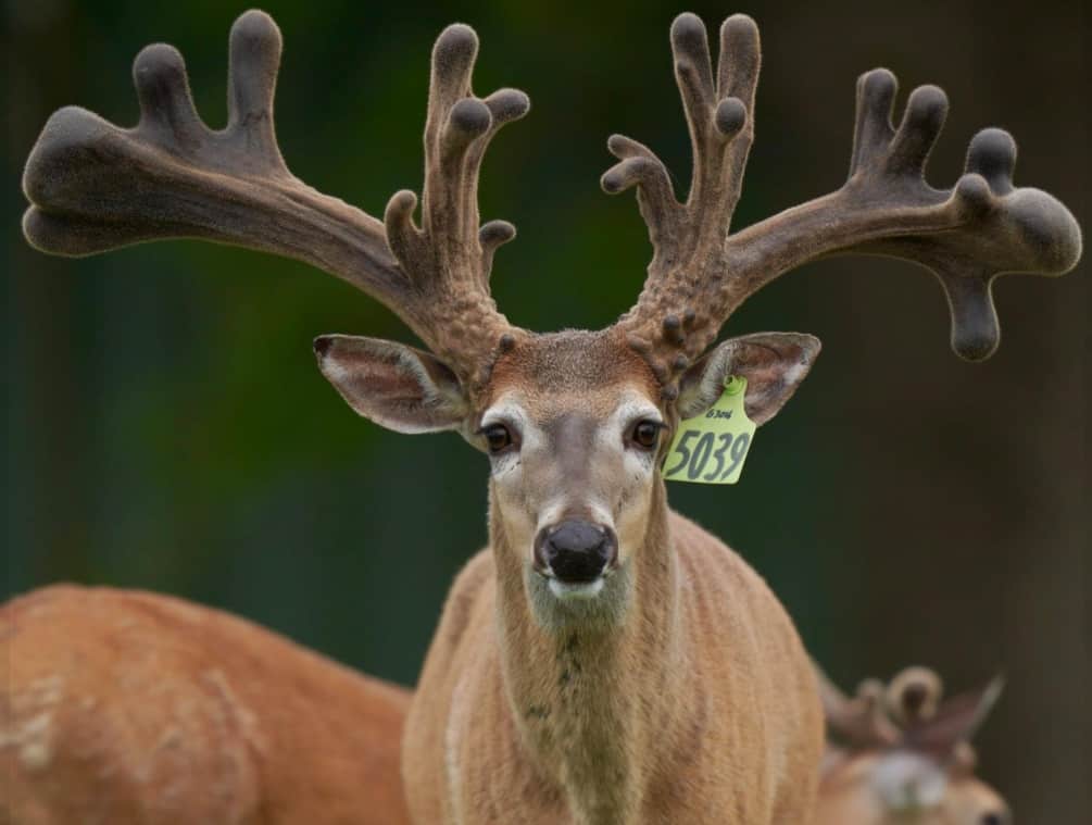This M3 Whitetails buck is growing out nicely at our Texas whitetail deer farm. M3 Whitetails are Texas deer breeders that specialize in raising and selling whitetail Breeder Bucks, whitetail DMP Bucks, whitetail Stocker Bucks, as well as open and bred whitetail does. Big Texas Typicals are what buyers want when buying Texas DMP Bucks, Stocker Bucks, and Breeder Bucks. Our whitetail deer for sale are sure to impress prospective buyers and are priced competitively.