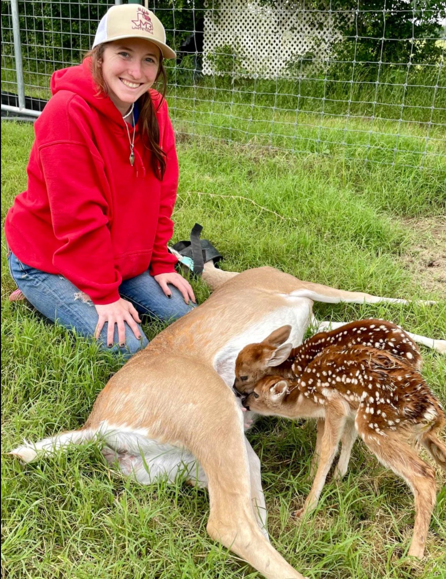 M3 Whitetails are Texas deer breeders that specialize in raising and selling whitetail Breeder Bucks, whitetail DMP Bucks, whitetail Stocker Bucks, as well as open and bred whitetail does. Big Texas Typicals are what buyers want when buying Texas DMP Bucks, Stocker Bucks, and Breeder Bucks. Our whitetail deer for sale are sure to impress prospective buyers and are priced competitively.