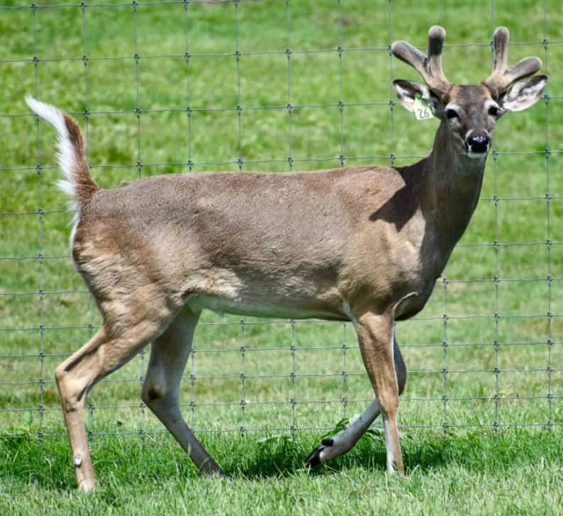 M3 Whitetails are Texas deer breeders that specialize in raising and selling whitetail Breeder Bucks, whitetail DMP Bucks, whitetail Stocker Bucks, as well as open and bred whitetail does. Big Texas Typicals are what buyers want when buying Texas DMP Bucks, Stocker Bucks, and Breeder Bucks. Our whitetail deer for sale are sure to impress prospective buyers and are priced competitively.