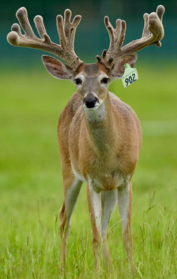M3 Whitetails are Texas deer breeders that specialize in raising and selling whitetail Breeder Bucks, whitetail DMP Bucks, whitetail Stocker Bucks, as well as open and bred whitetail does. Big Texas Typicals are what buyers want when buying Texas DMP Bucks, Stocker Bucks, and Breeder Bucks. Our whitetail deer for sale are sure to impress prospective buyers and are priced competitively.