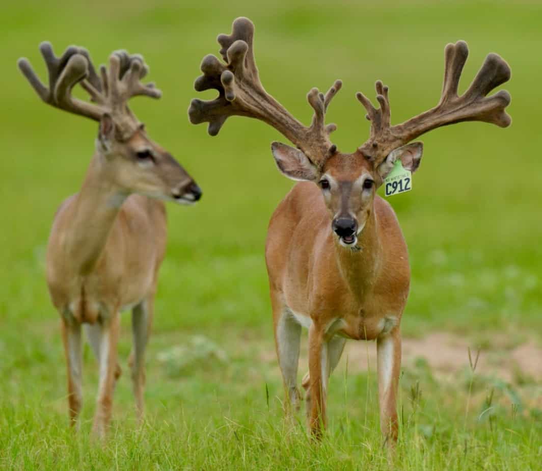 M3 Whitetails are Texas deer breeders that specialize in raising and selling whitetail Breeder Bucks, whitetail DMP Bucks, whitetail Stocker Bucks, as well as open and bred whitetail does. Big Texas Typicals are what buyers want when buying Texas DMP Bucks, Stocker Bucks, and Breeder Bucks. Our whitetail deer for sale are sure to impress prospective buyers and are priced competitively.