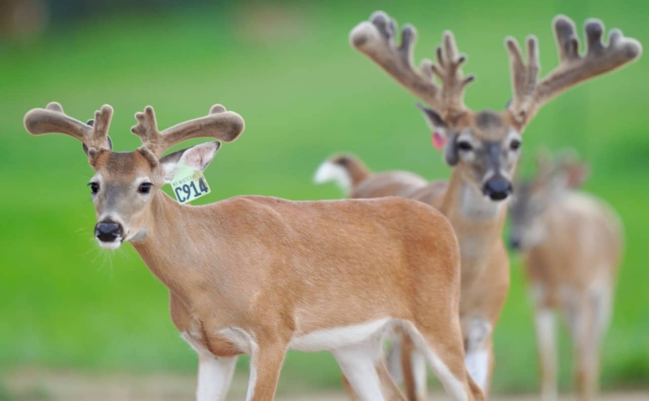 M3 Whitetails are Texas deer breeders that specialize in raising and selling whitetail Breeder Bucks, whitetail DMP Bucks, whitetail Stocker Bucks, as well as open and bred whitetail does. Big Texas Typicals are what buyers want when buying Texas DMP Bucks, Stocker Bucks, and Breeder Bucks. Our whitetail deer for sale are sure to impress prospective buyers and are priced competitively.