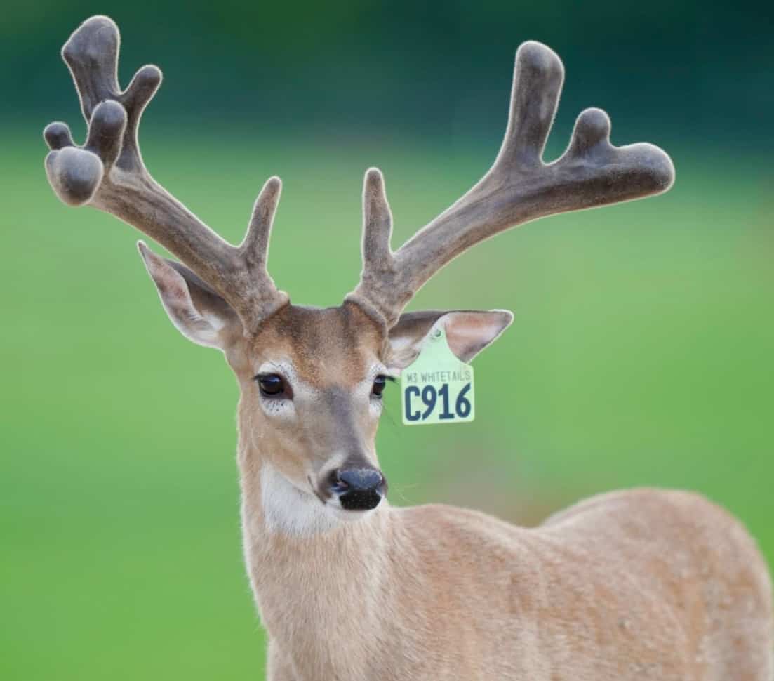 M3 Whitetails are Texas deer breeders that specialize in raising and selling whitetail Breeder Bucks, whitetail DMP Bucks, whitetail Stocker Bucks, as well as open and bred whitetail does. Big Texas Typicals are what buyers want when buying Texas DMP Bucks, Stocker Bucks, and Breeder Bucks. Our whitetail deer for sale are sure to impress prospective buyers and are priced competitively.