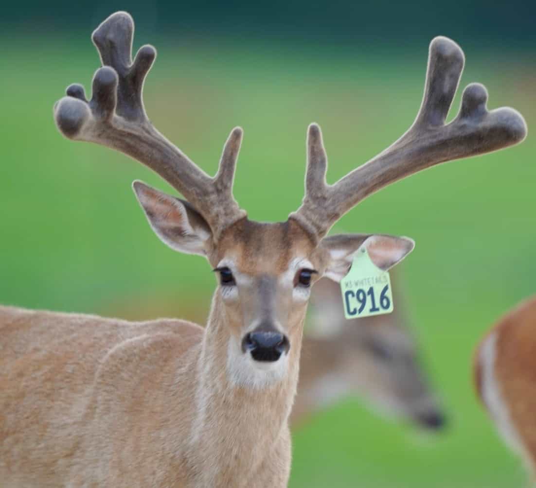 M3 Whitetails are Texas deer breeders that specialize in raising and selling whitetail Breeder Bucks, whitetail DMP Bucks, whitetail Stocker Bucks, as well as open and bred whitetail does. Big Texas Typicals are what buyers want when buying Texas DMP Bucks, Stocker Bucks, and Breeder Bucks. Our whitetail deer for sale are sure to impress prospective buyers and are priced competitively.