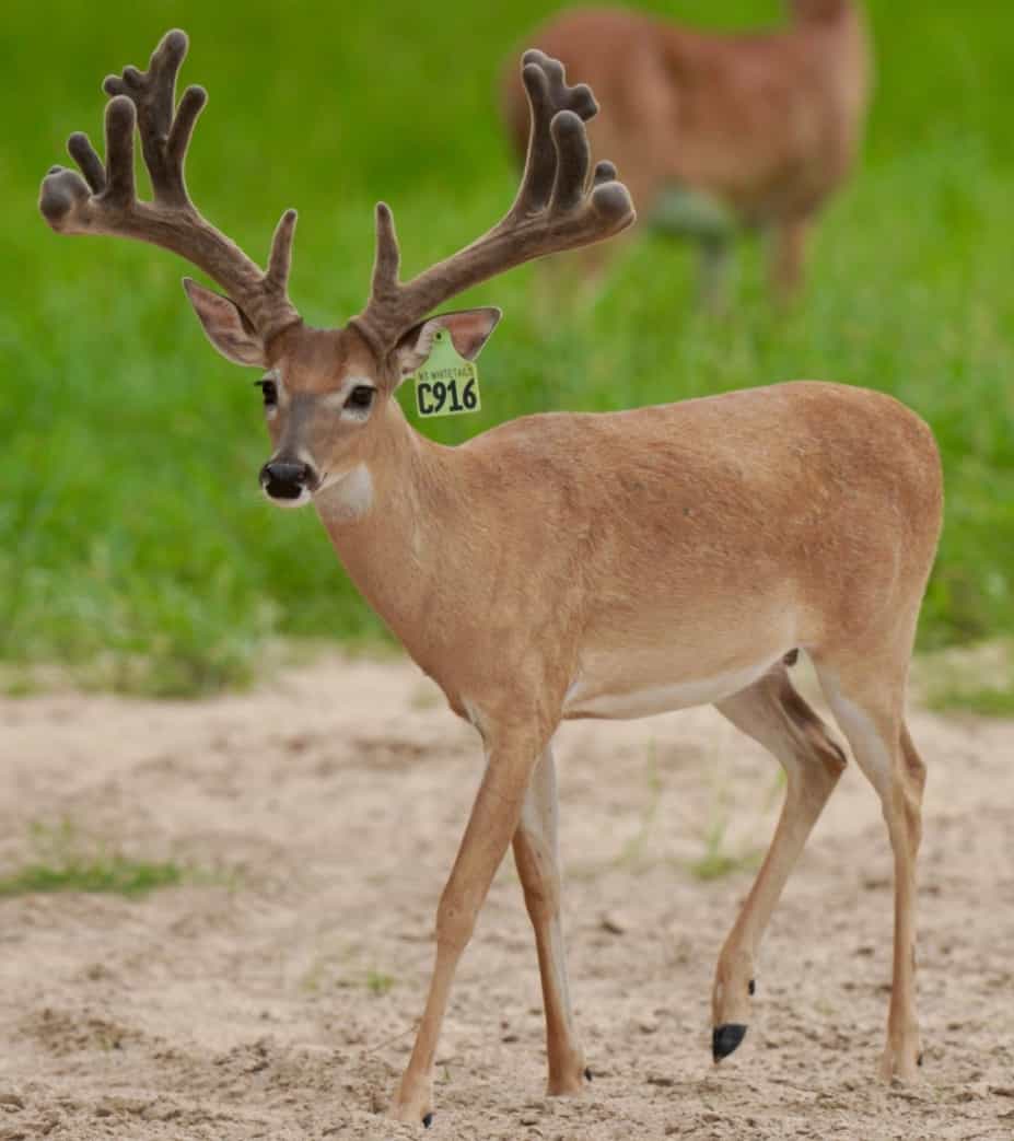 M3 Whitetails are Texas deer breeders that specialize in raising and selling whitetail Breeder Bucks, whitetail DMP Bucks, whitetail Stocker Bucks, as well as open and bred whitetail does. Big Texas Typicals are what buyers want when buying Texas DMP Bucks, Stocker Bucks, and Breeder Bucks. Our whitetail deer for sale are sure to impress prospective buyers and are priced competitively.