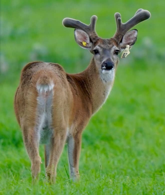 M3 Whitetails are Texas deer breeders that specialize in raising and selling whitetail Breeder Bucks, whitetail DMP Bucks, whitetail Stocker Bucks, as well as open and bred whitetail does. Big Texas Typicals are what buyers want when buying Texas DMP Bucks, Stocker Bucks, and Breeder Bucks. Our whitetail deer for sale are sure to impress prospective buyers and are priced competitively.