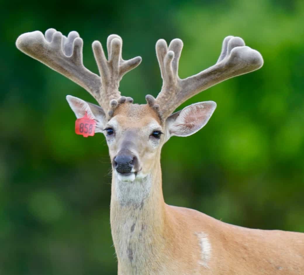 M3 Whitetails are Texas deer breeders that specialize in raising and selling whitetail Breeder Bucks, whitetail DMP Bucks, whitetail Stocker Bucks, as well as open and bred whitetail does. Big Texas Typicals are what buyers want when buying Texas DMP Bucks, Stocker Bucks, and Breeder Bucks. Our whitetail deer for sale are sure to impress prospective buyers and are priced competitively.