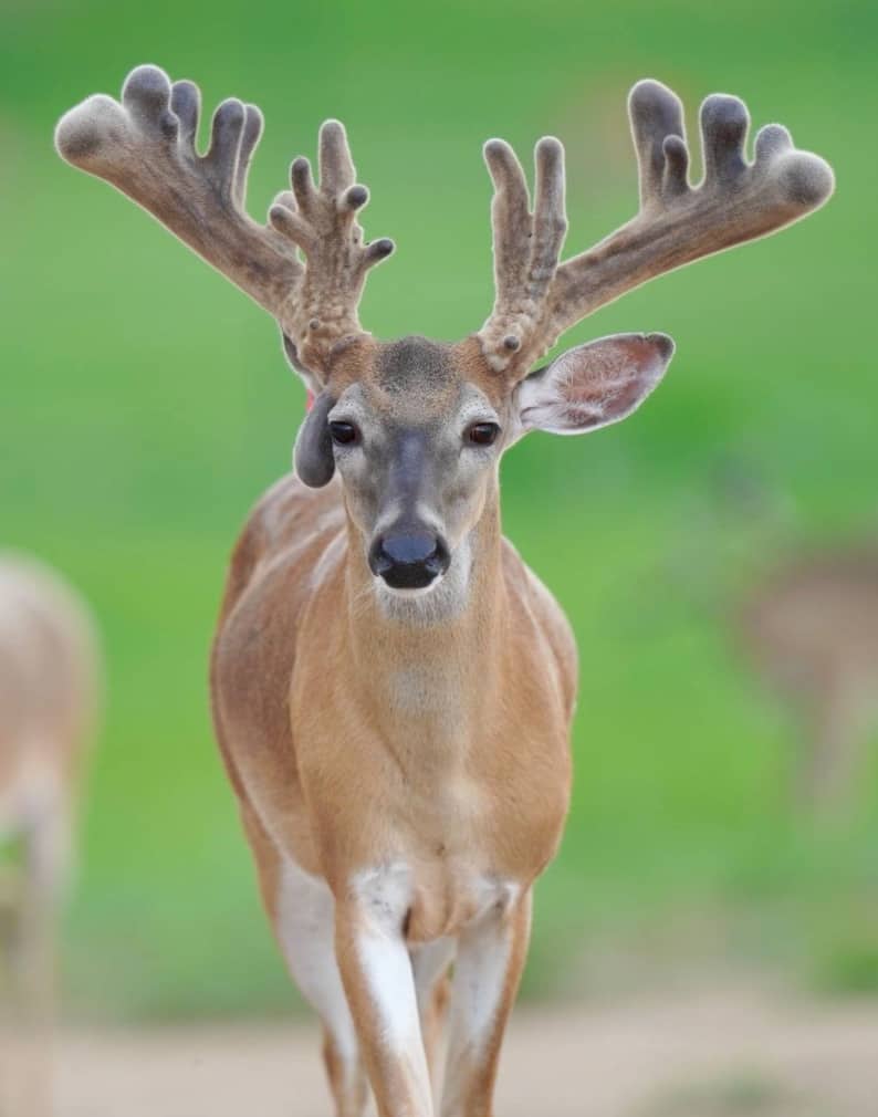 M3 Whitetails are Texas deer breeders that specialize in raising and selling whitetail Breeder Bucks, whitetail DMP Bucks, whitetail Stocker Bucks, as well as open and bred whitetail does. Big Texas Typicals are what buyers want when buying Texas DMP Bucks, Stocker Bucks, and Breeder Bucks. Our whitetail deer for sale are sure to impress prospective buyers and are priced competitively.