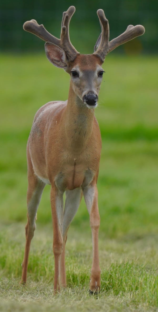 M3 Whitetails are Texas deer breeders that specialize in raising and selling whitetail Breeder Bucks, whitetail DMP Bucks, whitetail Stocker Bucks, as well as open and bred whitetail does. Big Texas Typicals are what buyers want when buying Texas DMP Bucks, Stocker Bucks, and Breeder Bucks. Our whitetail deer for sale are sure to impress prospective buyers and are priced competitively.