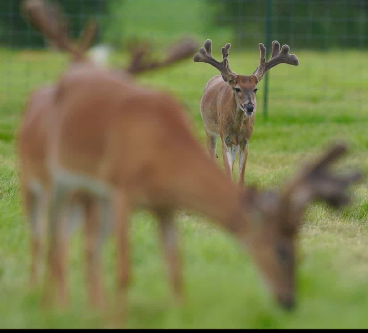 M3 Whitetails are Texas deer breeders that specialize in raising and selling whitetail Breeder Bucks, whitetail DMP Bucks, whitetail Stocker Bucks, as well as open and bred whitetail does. Big Texas Typicals are what buyers want when buying Texas DMP Bucks, Stocker Bucks, and Breeder Bucks. Our whitetail deer for sale are sure to impress prospective buyers and are priced competitively.