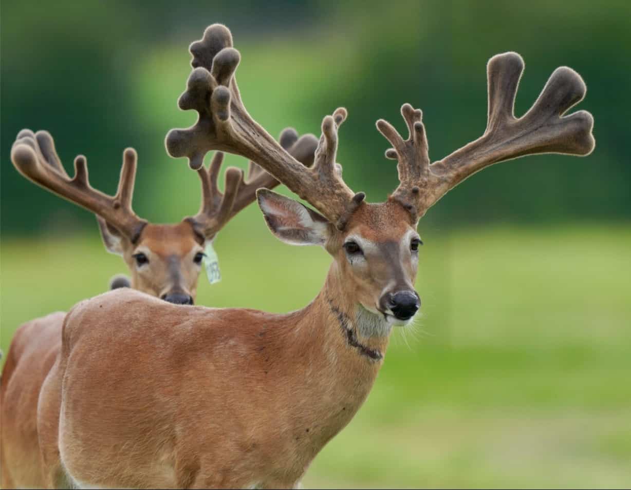 M3 Whitetails are Texas deer breeders that specialize in raising and selling whitetail Breeder Bucks, whitetail DMP Bucks, whitetail Stocker Bucks, as well as open and bred whitetail does. Big Texas Typicals are what buyers want when buying Texas DMP Bucks, Stocker Bucks, and Breeder Bucks. Our whitetail deer for sale are sure to impress prospective buyers and are priced competitively.