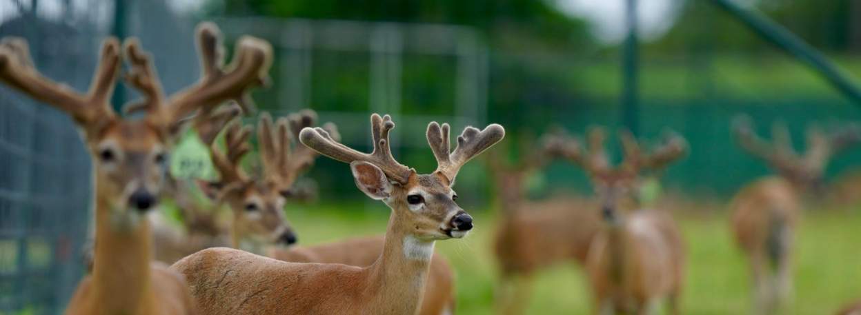 M3 Whitetails are Texas deer breeders that specialize in raising and selling whitetail Breeder Bucks, whitetail DMP Bucks, whitetail Stocker Bucks, as well as open and bred whitetail does. Big Texas Typicals are what buyers want when buying Texas DMP Bucks, Stocker Bucks, and Breeder Bucks. Our whitetail deer for sale are sure to impress prospective buyers and are priced competitively.
