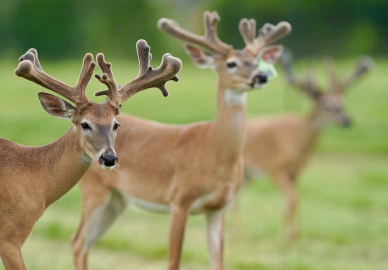 M3 Whitetails are Texas deer breeders that specialize in raising and selling whitetail Breeder Bucks, whitetail DMP Bucks, whitetail Stocker Bucks, as well as open and bred whitetail does. Big Texas Typicals are what buyers want when buying Texas DMP Bucks, Stocker Bucks, and Breeder Bucks. Our whitetail deer for sale are sure to impress prospective buyers and are priced competitively.