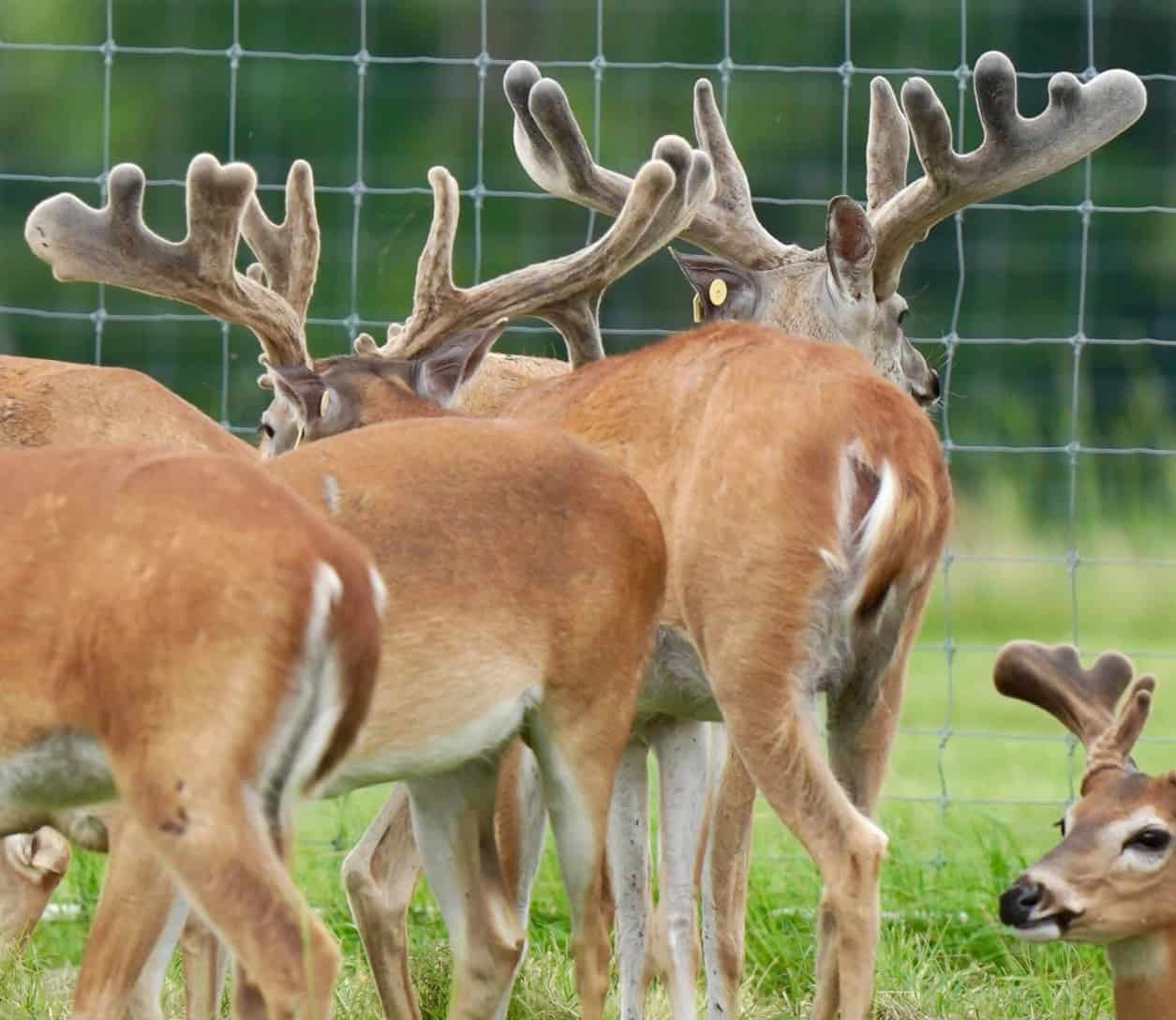 M3 Whitetails are Texas deer breeders that specialize in raising and selling whitetail Breeder Bucks, whitetail DMP Bucks, whitetail Stocker Bucks, as well as open and bred whitetail does. Big Texas Typicals are what buyers want when buying Texas DMP Bucks, Stocker Bucks, and Breeder Bucks. Our whitetail deer for sale are sure to impress prospective buyers and are priced competitively.