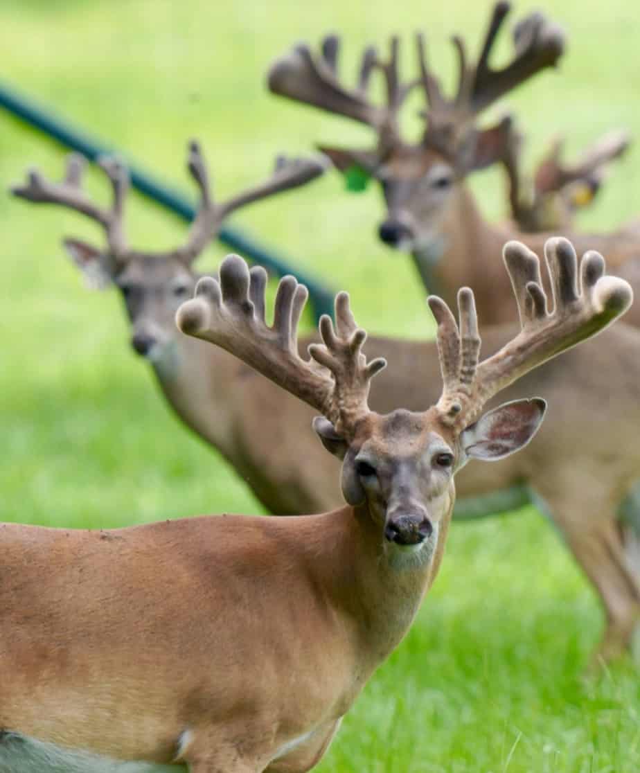 M3 Whitetails are Texas deer breeders that specialize in raising and selling whitetail Breeder Bucks, whitetail DMP Bucks, whitetail Stocker Bucks, as well as open and bred whitetail does. Big Texas Typicals are what buyers want when buying Texas DMP Bucks, Stocker Bucks, and Breeder Bucks. Our whitetail deer for sale are sure to impress prospective buyers and are priced competitively.