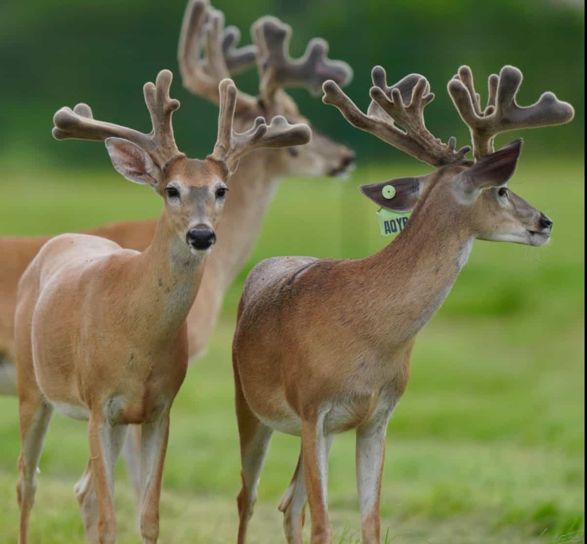 M3 Whitetails are Texas deer breeders that specialize in raising and selling whitetail Breeder Bucks, whitetail DMP Bucks, whitetail Stocker Bucks, as well as open and bred whitetail does. Big Texas Typicals are what buyers want when buying Texas DMP Bucks, Stocker Bucks, and Breeder Bucks. Our whitetail deer for sale are sure to impress prospective buyers and are priced competitively.