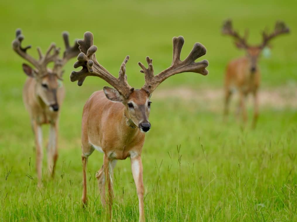 M3 Whitetails are Texas deer breeders that specialize in raising and selling whitetail Breeder Bucks, whitetail DMP Bucks, whitetail Stocker Bucks, as well as open and bred whitetail does. Big Texas Typicals are what buyers want when buying Texas DMP Bucks, Stocker Bucks, and Breeder Bucks. Our whitetail deer for sale are sure to impress prospective buyers and are priced competitively.