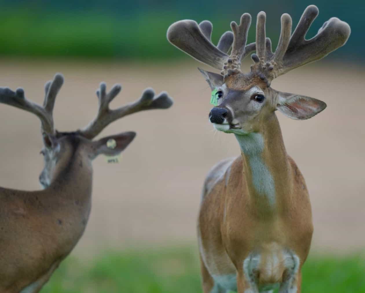 M3 Whitetails are Texas deer breeders that specialize in raising and selling whitetail Breeder Bucks, whitetail DMP Bucks, whitetail Stocker Bucks, as well as open and bred whitetail does. Big Texas Typicals are what buyers want when buying Texas DMP Bucks, Stocker Bucks, and Breeder Bucks. Our whitetail deer for sale are sure to impress prospective buyers and are priced competitively.