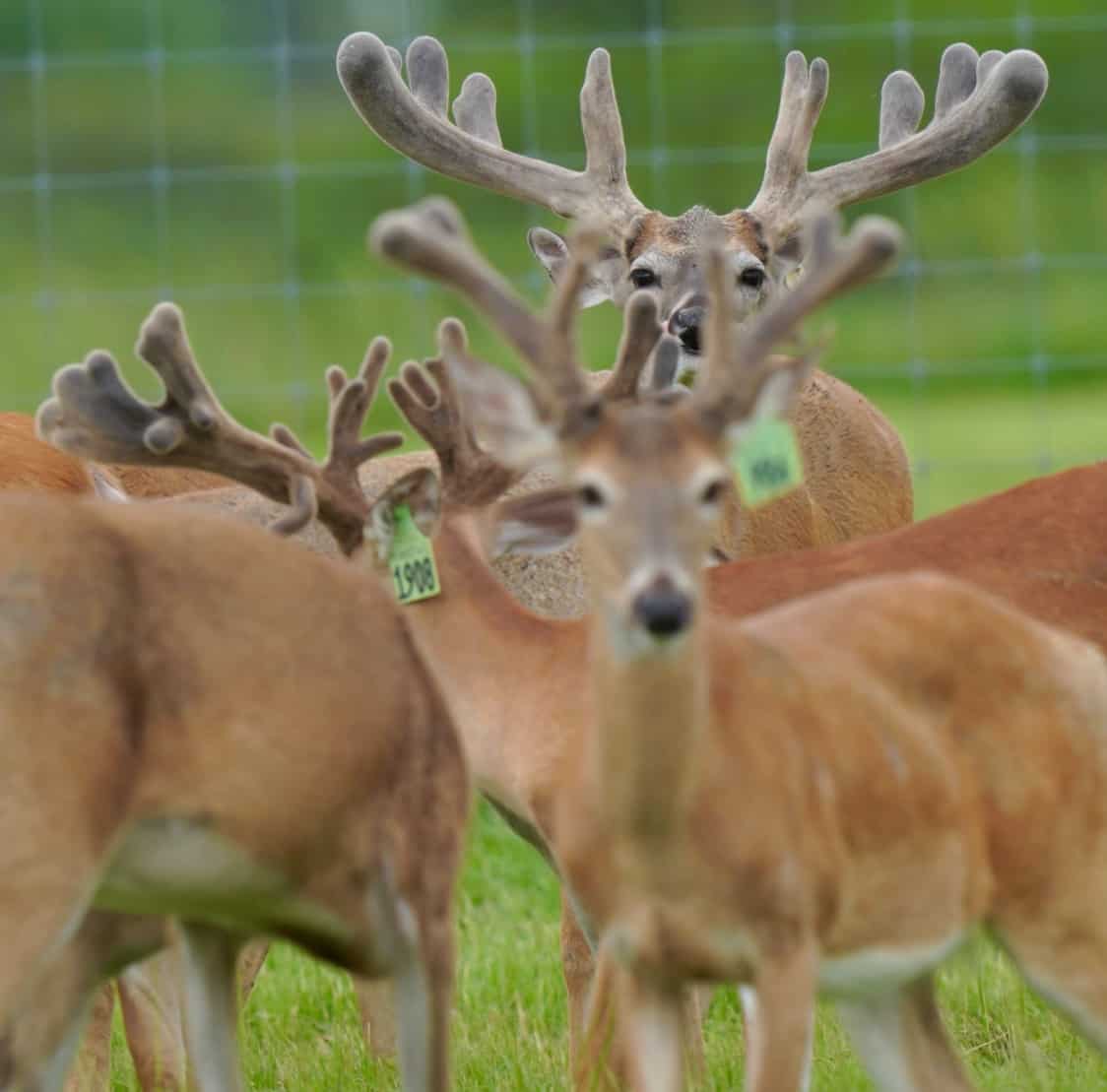 M3 Whitetails are Texas deer breeders that specialize in raising and selling whitetail Breeder Bucks, whitetail DMP Bucks, whitetail Stocker Bucks, as well as open and bred whitetail does. Big Texas Typicals are what buyers want when buying Texas DMP Bucks, Stocker Bucks, and Breeder Bucks. Our whitetail deer for sale are sure to impress prospective buyers and are priced competitively.
