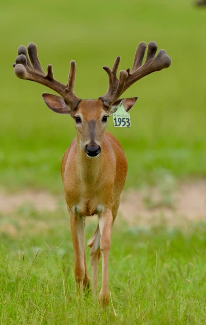 M3 Whitetails are Texas deer breeders that specialize in raising and selling whitetail Breeder Bucks, whitetail DMP Bucks, whitetail Stocker Bucks, as well as open and bred whitetail does. Big Texas Typicals are what buyers want when buying Texas DMP Bucks, Stocker Bucks, and Breeder Bucks. Our whitetail deer for sale are sure to impress prospective buyers and are priced competitively.