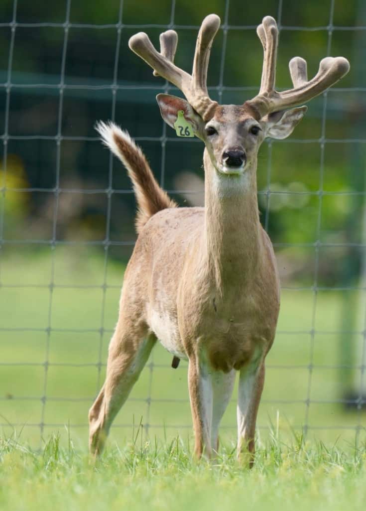 M3 Whitetails are Texas deer breeders that specialize in raising and selling whitetail Breeder Bucks, whitetail DMP Bucks, whitetail Stocker Bucks, as well as open and bred whitetail does. Big Texas Typicals are what buyers want when buying Texas DMP Bucks, Stocker Bucks, and Breeder Bucks. Our whitetail deer for sale are sure to impress prospective buyers and are priced competitively.