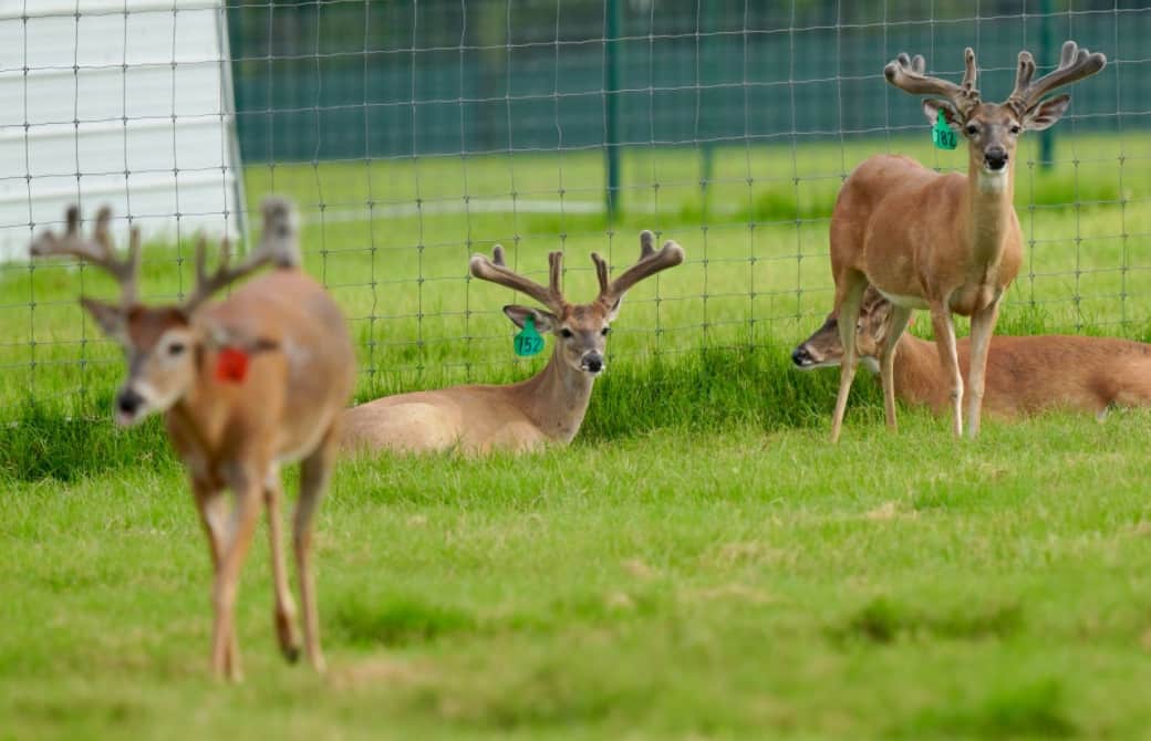 M3 Whitetails are Texas deer breeders that specialize in raising and selling whitetail Breeder Bucks, whitetail DMP Bucks, whitetail Stocker Bucks, as well as open and bred whitetail does. Big Texas Typicals are what buyers want when buying Texas DMP Bucks, Stocker Bucks, and Breeder Bucks. Our whitetail deer for sale are sure to impress prospective buyers and are priced competitively.