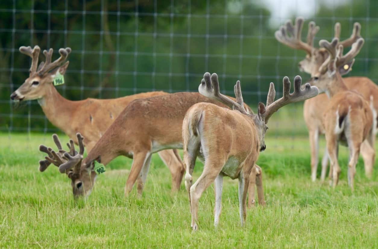 M3 Whitetails are Texas deer breeders that specialize in raising and selling whitetail Breeder Bucks, whitetail DMP Bucks, whitetail Stocker Bucks, as well as open and bred whitetail does. Big Texas Typicals are what buyers want when buying Texas DMP Bucks, Stocker Bucks, and Breeder Bucks. Our whitetail deer for sale are sure to impress prospective buyers and are priced competitively.