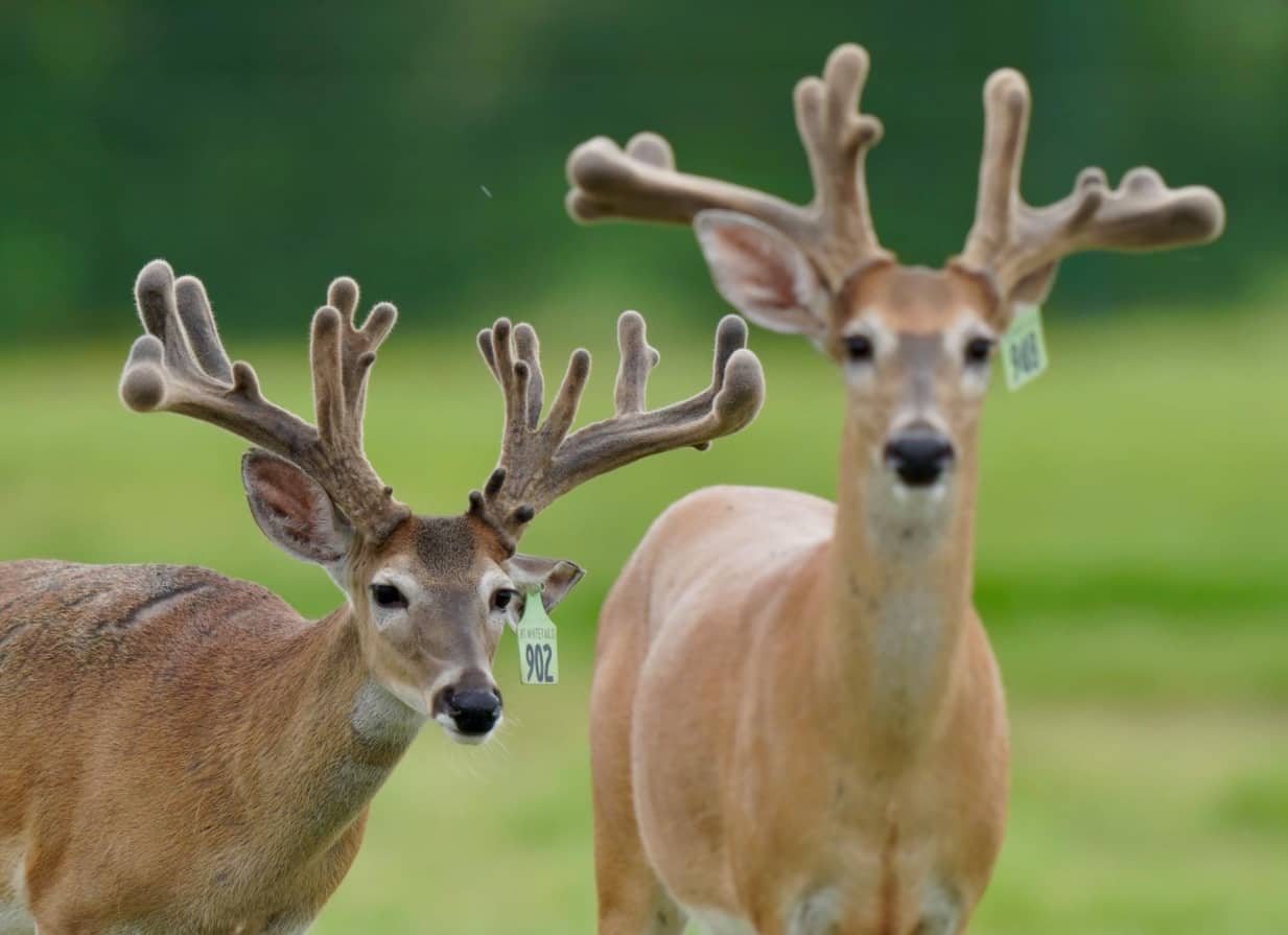 M3 Whitetails are Texas deer breeders that specialize in raising and selling whitetail Breeder Bucks, whitetail DMP Bucks, whitetail Stocker Bucks, as well as open and bred whitetail does. Big Texas Typicals are what buyers want when buying Texas DMP Bucks, Stocker Bucks, and Breeder Bucks. Our whitetail deer for sale are sure to impress prospective buyers and are priced competitively.