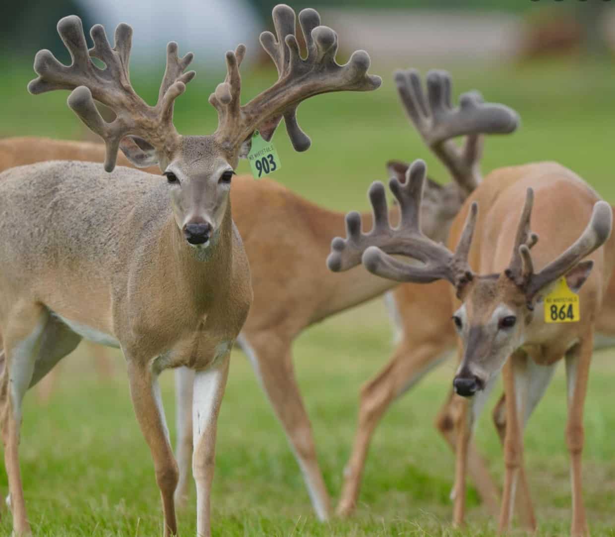 M3 Whitetails are Texas deer breeders that specialize in raising and selling whitetail Breeder Bucks, whitetail DMP Bucks, whitetail Stocker Bucks, as well as open and bred whitetail does. Big Texas Typicals are what buyers want when buying Texas DMP Bucks, Stocker Bucks, and Breeder Bucks. Our whitetail deer for sale are sure to impress prospective buyers and are priced competitively.