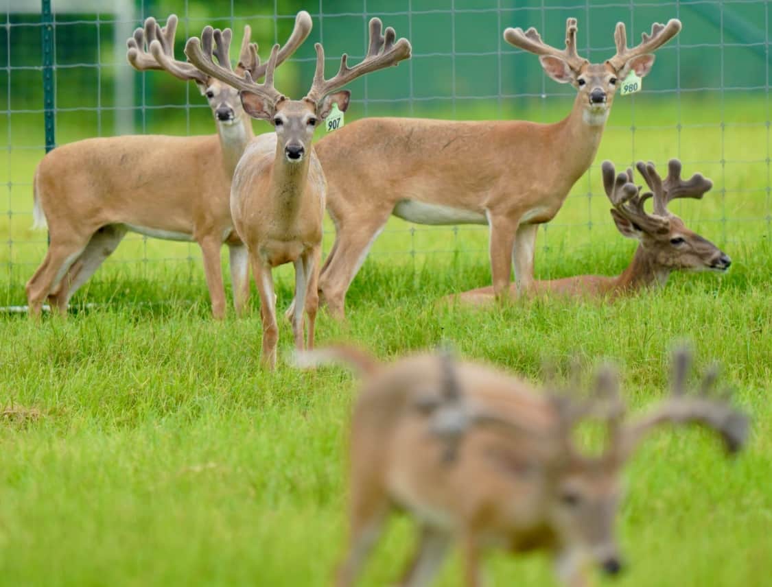 M3 Whitetails are Texas deer breeders that specialize in raising and selling whitetail Breeder Bucks, whitetail DMP Bucks, whitetail Stocker Bucks, as well as open and bred whitetail does. Big Texas Typicals are what buyers want when buying Texas DMP Bucks, Stocker Bucks, and Breeder Bucks. Our whitetail deer for sale are sure to impress prospective buyers and are priced competitively.