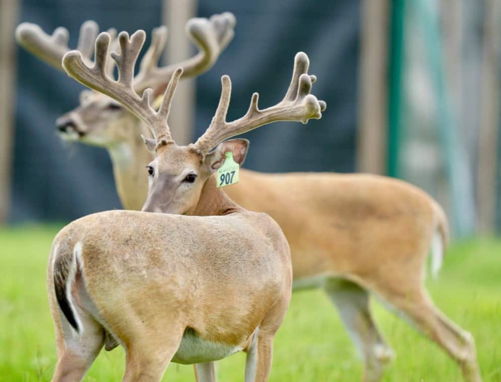 M3 Whitetails are Texas deer breeders that specialize in raising and selling whitetail Breeder Bucks, whitetail DMP Bucks, whitetail Stocker Bucks, as well as open and bred whitetail does. Big Texas Typicals are what buyers want when buying Texas DMP Bucks, Stocker Bucks, and Breeder Bucks. Our whitetail deer for sale are sure to impress prospective buyers and are priced competitively.