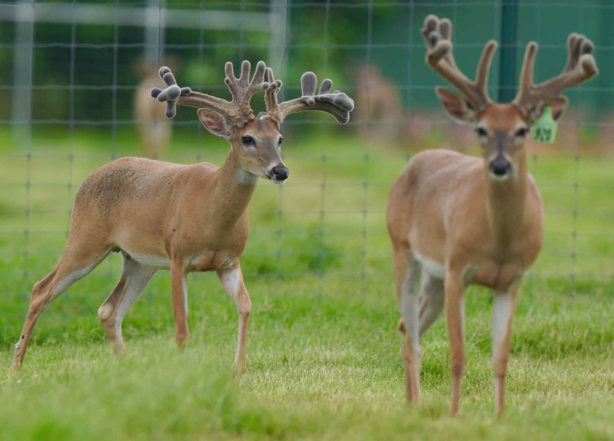 M3 Whitetails are Texas deer breeders that specialize in raising and selling whitetail Breeder Bucks, whitetail DMP Bucks, whitetail Stocker Bucks, as well as open and bred whitetail does. Big Texas Typicals are what buyers want when buying Texas DMP Bucks, Stocker Bucks, and Breeder Bucks. Our whitetail deer for sale are sure to impress prospective buyers and are priced competitively.