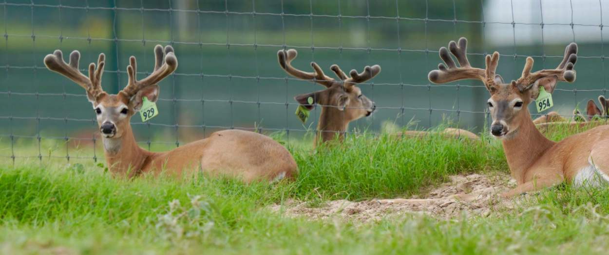 M3 Whitetails are Texas deer breeders that specialize in raising and selling whitetail Breeder Bucks, whitetail DMP Bucks, whitetail Stocker Bucks, as well as open and bred whitetail does. Big Texas Typicals are what buyers want when buying Texas DMP Bucks, Stocker Bucks, and Breeder Bucks. Our whitetail deer for sale are sure to impress prospective buyers and are priced competitively.
