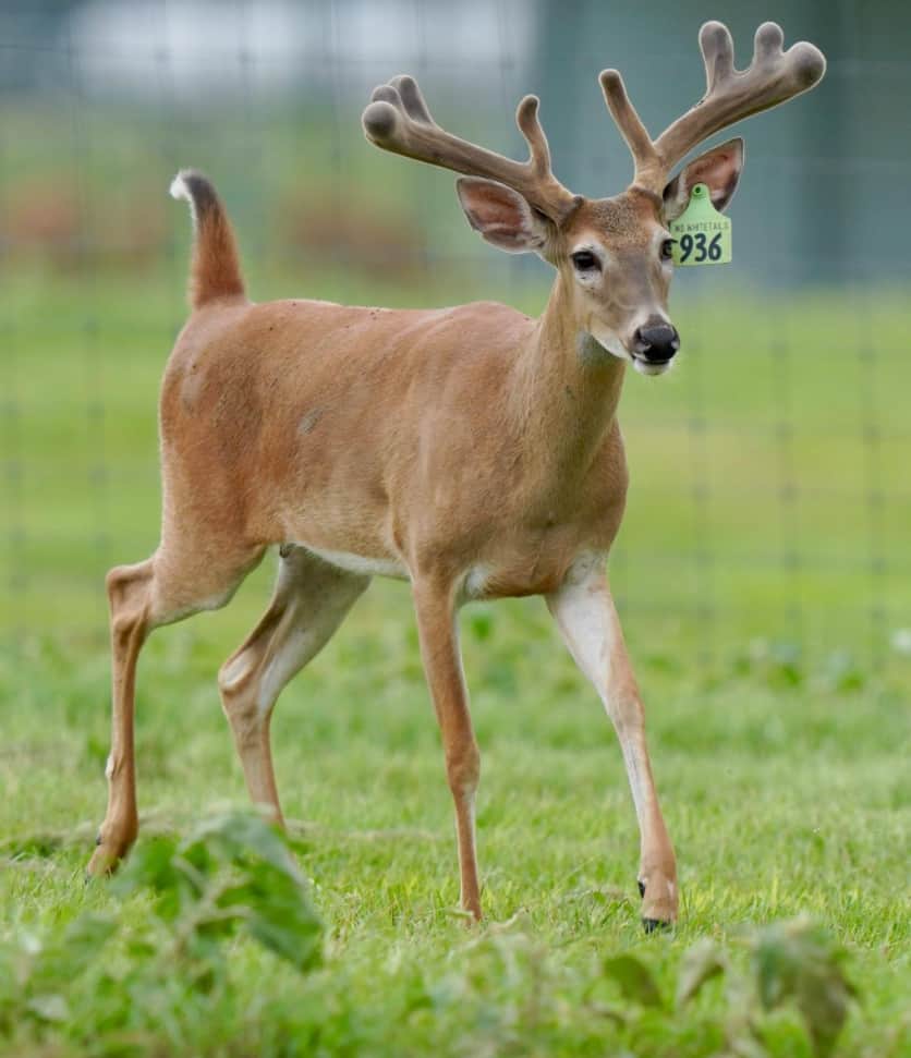 M3 Whitetails are Texas deer breeders that specialize in raising and selling whitetail Breeder Bucks, whitetail DMP Bucks, whitetail Stocker Bucks, as well as open and bred whitetail does. Big Texas Typicals are what buyers want when buying Texas DMP Bucks, Stocker Bucks, and Breeder Bucks. Our whitetail deer for sale are sure to impress prospective buyers and are priced competitively.