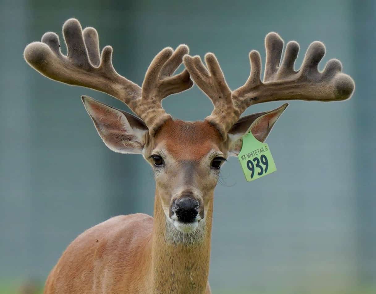 M3 Whitetails are Texas deer breeders that specialize in raising and selling whitetail Breeder Bucks, whitetail DMP Bucks, whitetail Stocker Bucks, as well as open and bred whitetail does. Big Texas Typicals are what buyers want when buying Texas DMP Bucks, Stocker Bucks, and Breeder Bucks. Our whitetail deer for sale are sure to impress prospective buyers and are priced competitively.