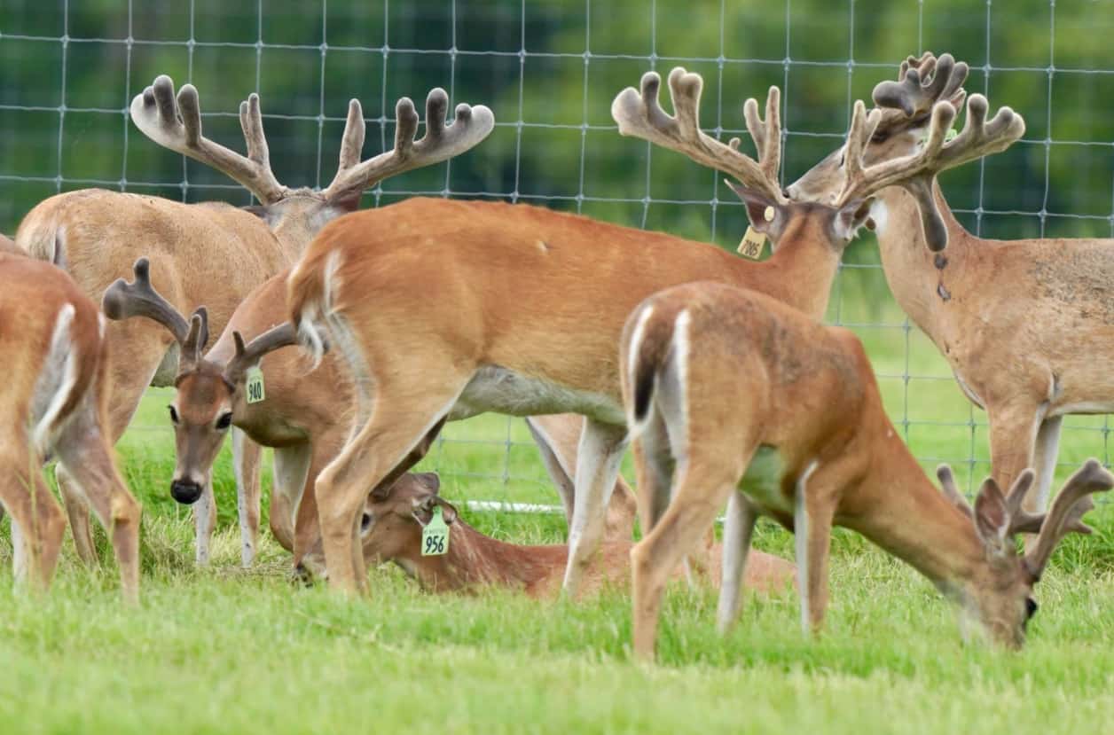 M3 Whitetails are Texas deer breeders that specialize in raising and selling whitetail Breeder Bucks, whitetail DMP Bucks, whitetail Stocker Bucks, as well as open and bred whitetail does. Big Texas Typicals are what buyers want when buying Texas DMP Bucks, Stocker Bucks, and Breeder Bucks. Our whitetail deer for sale are sure to impress prospective buyers and are priced competitively.