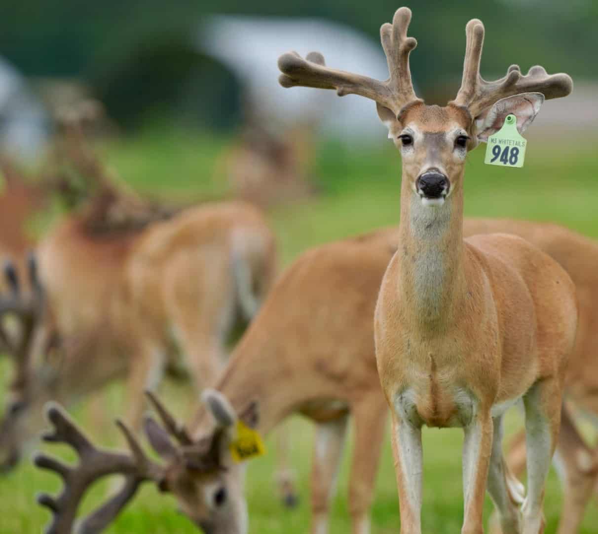 M3 Whitetails are Texas deer breeders that specialize in raising and selling whitetail Breeder Bucks, whitetail DMP Bucks, whitetail Stocker Bucks, as well as open and bred whitetail does. Big Texas Typicals are what buyers want when buying Texas DMP Bucks, Stocker Bucks, and Breeder Bucks. Our whitetail deer for sale are sure to impress prospective buyers and are priced competitively.