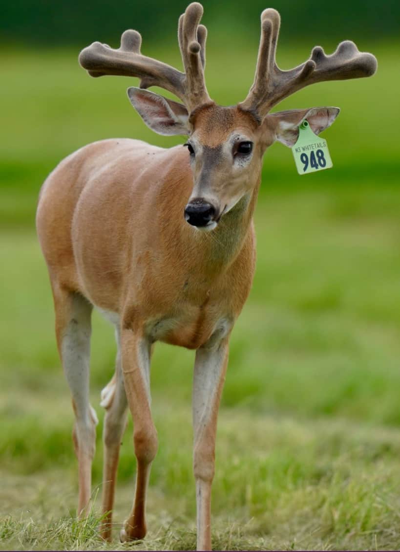 M3 Whitetails are Texas deer breeders that specialize in raising and selling whitetail Breeder Bucks, whitetail DMP Bucks, whitetail Stocker Bucks, as well as open and bred whitetail does. Big Texas Typicals are what buyers want when buying Texas DMP Bucks, Stocker Bucks, and Breeder Bucks. Our whitetail deer for sale are sure to impress prospective buyers and are priced competitively.