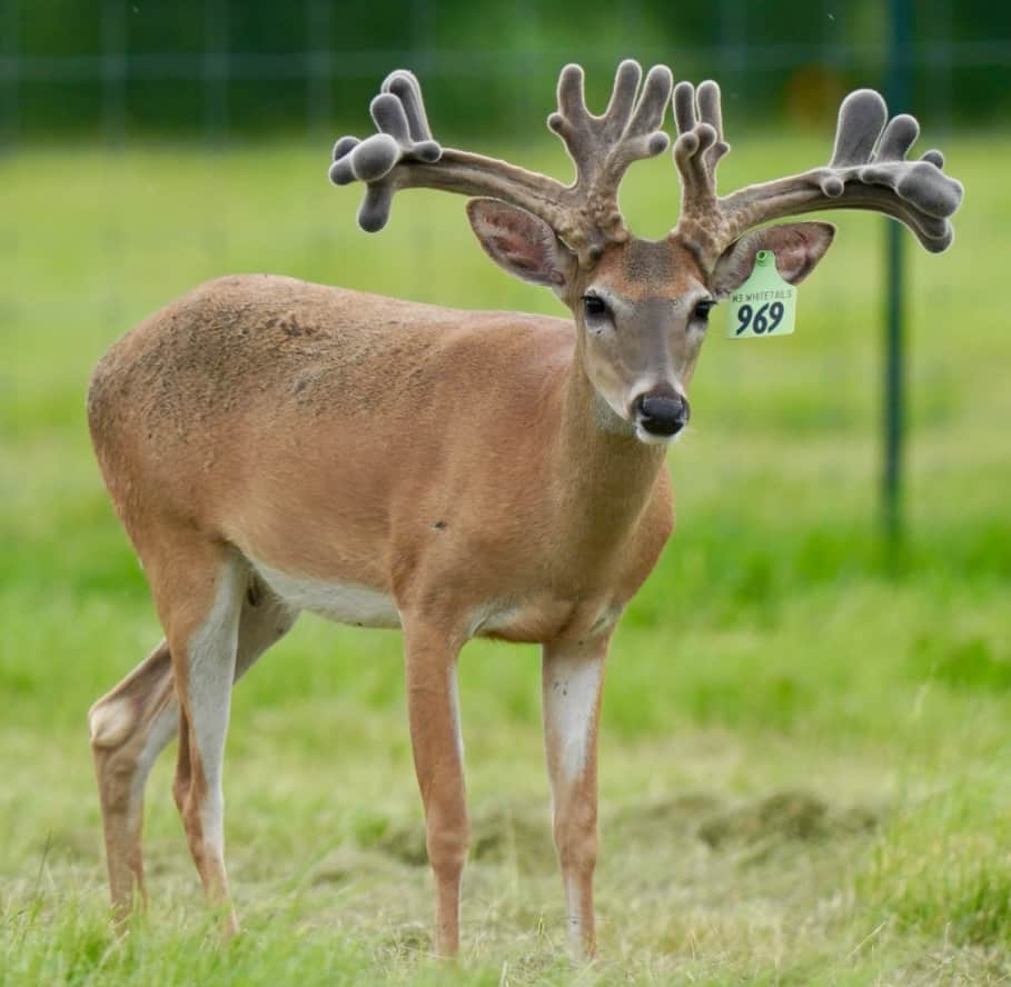 M3 Whitetails are Texas deer breeders that specialize in raising and selling whitetail Breeder Bucks, whitetail DMP Bucks, whitetail Stocker Bucks, as well as open and bred whitetail does. Big Texas Typicals are what buyers want when buying Texas DMP Bucks, Stocker Bucks, and Breeder Bucks. Our whitetail deer for sale are sure to impress prospective buyers and are priced competitively.