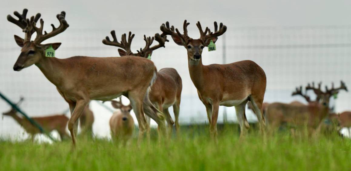 M3 Whitetails are Texas deer breeders that specialize in raising and selling whitetail Breeder Bucks, whitetail DMP Bucks, whitetail Stocker Bucks, as well as open and bred whitetail does. Big Texas Typicals are what buyers want when buying Texas DMP Bucks, Stocker Bucks, and Breeder Bucks. Our whitetail deer for sale are sure to impress prospective buyers and are priced competitively.