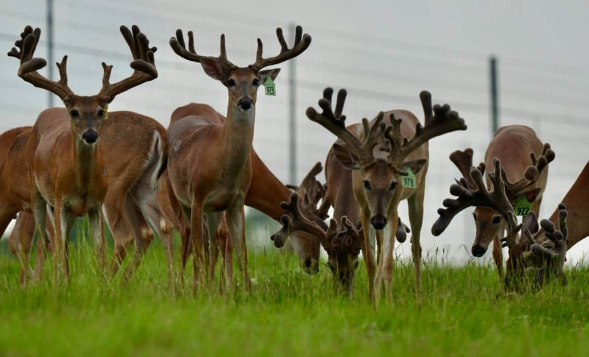 M3 Whitetails are Texas deer breeders that specialize in raising and selling whitetail Breeder Bucks, whitetail DMP Bucks, whitetail Stocker Bucks, as well as open and bred whitetail does. Big Texas Typicals are what buyers want when buying Texas DMP Bucks, Stocker Bucks, and Breeder Bucks. Our whitetail deer for sale are sure to impress prospective buyers and are priced competitively.