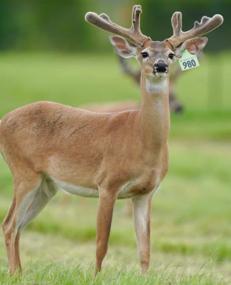 M3 Whitetails are Texas deer breeders that specialize in raising and selling whitetail Breeder Bucks, whitetail DMP Bucks, whitetail Stocker Bucks, as well as open and bred whitetail does. Big Texas Typicals are what buyers want when buying Texas DMP Bucks, Stocker Bucks, and Breeder Bucks. Our whitetail deer for sale are sure to impress prospective buyers and are priced competitively.