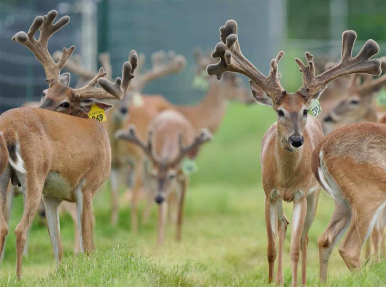 M3 Whitetails are Texas deer breeders that specialize in raising and selling whitetail Breeder Bucks, whitetail DMP Bucks, whitetail Stocker Bucks, as well as open and bred whitetail does. Big Texas Typicals are what buyers want when buying Texas DMP Bucks, Stocker Bucks, and Breeder Bucks. Our whitetail deer for sale are sure to impress prospective buyers and are priced competitively.