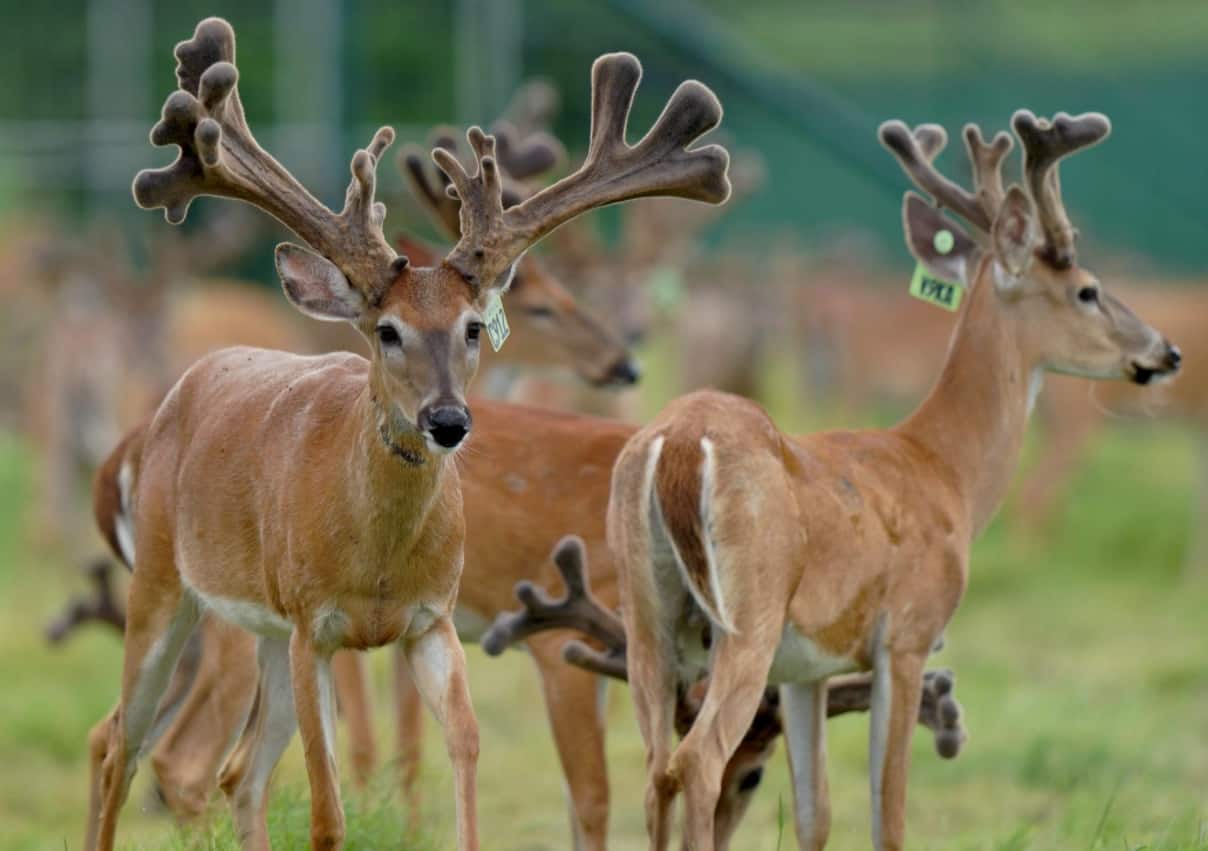 M3 Whitetails are Texas deer breeders that specialize in raising and selling whitetail Breeder Bucks, whitetail DMP Bucks, whitetail Stocker Bucks, as well as open and bred whitetail does. Big Texas Typicals are what buyers want when buying Texas DMP Bucks, Stocker Bucks, and Breeder Bucks. Our whitetail deer for sale are sure to impress prospective buyers and are priced competitively.