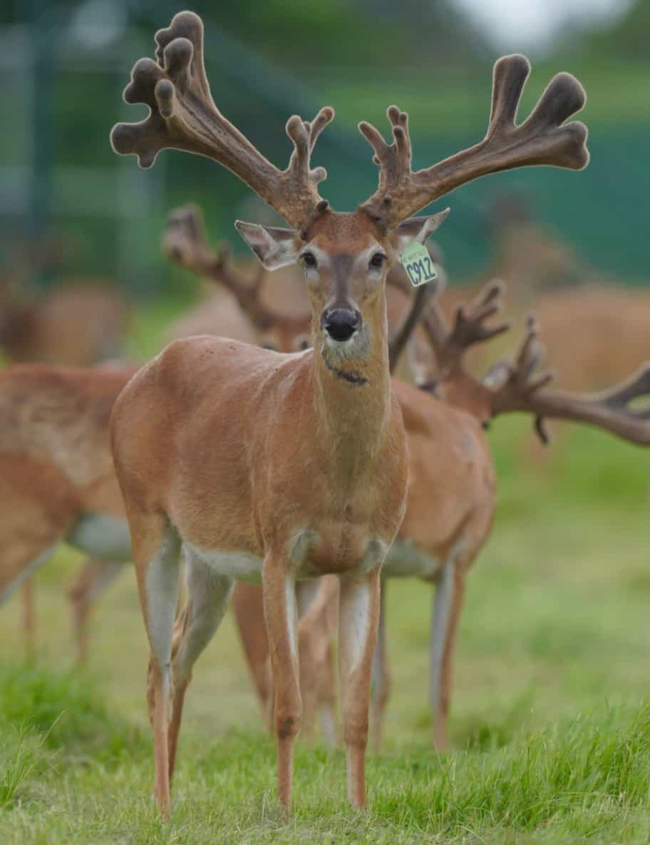 M3 Whitetails are Texas deer breeders that specialize in raising and selling whitetail Breeder Bucks, whitetail DMP Bucks, whitetail Stocker Bucks, as well as open and bred whitetail does. Big Texas Typicals are what buyers want when buying Texas DMP Bucks, Stocker Bucks, and Breeder Bucks. Our whitetail deer for sale are sure to impress prospective buyers and are priced competitively.